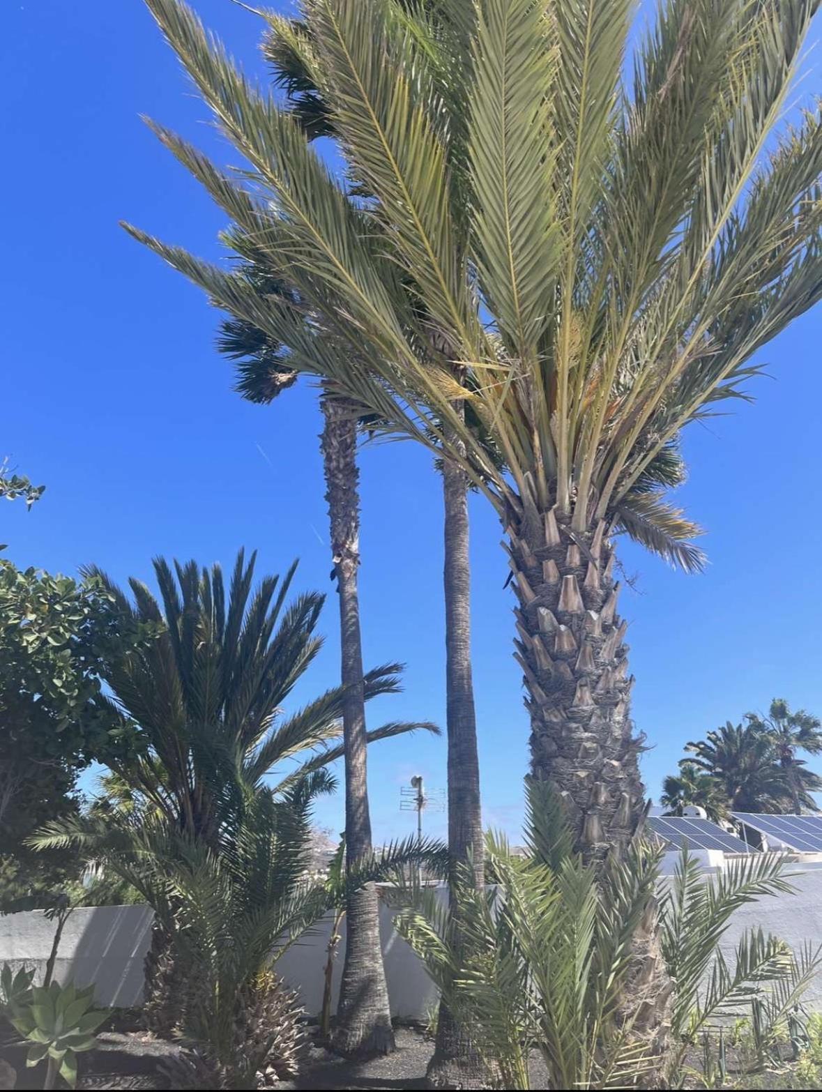 Villa Rosa Puerto del Carmen  Dış mekan fotoğraf